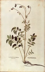 Nagy burnet - Sanguisorba officinalis (Sanguisorba major) Leonhart Fuchstól a De historia stirpium commentarii insignes (Nevezetes megjegyzések a növények történetéhez) színes metszet