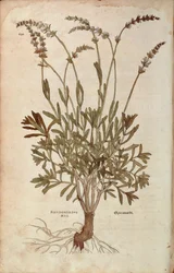 Levendula - Lavandula spica (Pseudonardus mas) Leonhart Fuchstól a De historia stirpium commentarii insignes-ból (Nevezetes megjegyzések a növények történetéhez), színes metszet