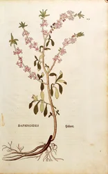 Mezereon - Daphne mezereum (Daphnoides) Leonhart Fuchs, De historia stirpium commentarii insignes (Nevezetes megjegyzések a növények történetéhez), színes metszet