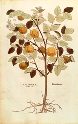 Birs - Cydonia oblonga (Cotonea malus) Leonhart Fuchstól a De historia stirpium commentarii insignes-ból (Nevezetes megjegyzések a növények történetéhez), színes metszet