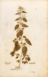 Csalán - Urtica dioica (Urtica maior), Leonhart Fuchs a De historia stirpium commentarii insignes-ból (Nevezetes megjegyzések a növények történetéhez), színes metszet