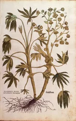 Büdös hunyor vagy trágyafű - Helleborus foetidus (Helleborus niger adulterinus sylvestris) Leonhart Fuchstól a De historia stirpium commentarii insignes-ból (Nevezetes megjegyzések a növények történetéhez), színes metszet