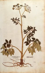 Vad angyalgyökér (Angelica sylvestris) Leonhart Fuchstól a De historia stirpium commentarii insignes (Nevezetes megjegyzések a növények történetéhez) színes metszet