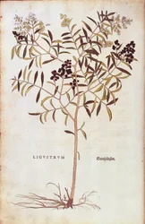 Leonhart Fuchs vadon élő kolostor (Ligustrum vulgare) a De historia stirpium commentarii insignes-ból (Nevezetes megjegyzések a növények történetéhez) színes metszet