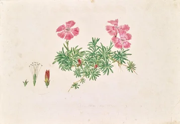 Alpesi szegfű (Dianthus alpinus)