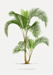 Xvi Hyophorbe I