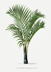 XVII. Hyophorbe V.
