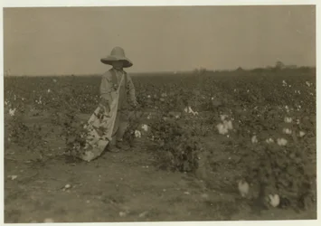 Az 5 éves Willie Hesse napi 15 kiló gyapotot szed fel szülei 80 hektáros farmján, a texasi West közelében, 1913-ban.