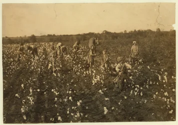 Család gyapotot szed a texasi McKinney közelében, 1913