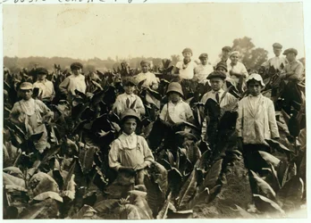 Goodrich Tobacco Farm, Gildersleeve közelében, Connecticutban, 1917