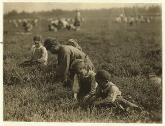Jo Arnao 3, áfonyát szed bátyjával 6 és húgával 9 a Whites Bogban, Browns Millsben, New Jerseyben, 1910
