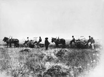 Szénavágás Policoro mezőkön, gazdák lovakkal és szekerekkel, Basilicata, 1900-as évek eleje, Olaszország, 20. század