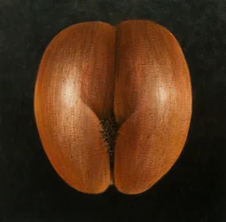 Coco de Mer, 2010 (akril, vászon)