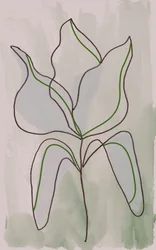 Minimalista botanikai vázlat