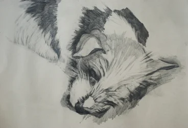 Jack Russel, 2015,