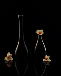 Elegáns orchidea-tükröződések