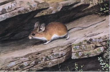 A Big Eared Pinion Mouse a fehér lábú klánt képviseli délnyugat zord kanyonjaiban