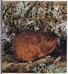 Brown Lemming, egy zömök rágcsáló, amely alagutak méhsejtjében él