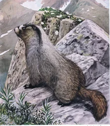 Hoary Mormot mindig éber, magas hangú síppal jelzi a veszélyt