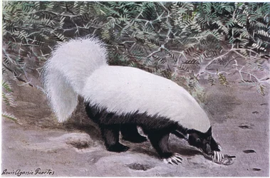 Hog Nosed Skunk, fehér felső, fekete alsó, hosszú karmokkal ás az élelem után