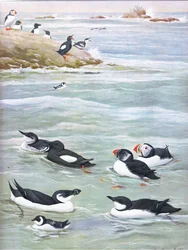 Illusztráció a The Natural History of American Birds of Eastern and Central North America pubból. írta: Bramhall House 1970 körül
