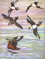 Illusztráció a The Natural History of American Birds of Eastern and Central Nort America című kiadványból, Bramhall House, 1970 körül.