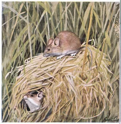 A Western Harvest Mouse füves fészekben él és szaporodik