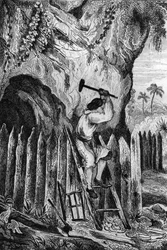 Tíz sor palántát ültettem. metszet M. de Sainson rajza nyomán Daniel Defoe könyvéhez (De foe) „Robinson Crusoe”” 1837-es francia kiadás.