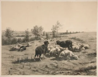 A birkák