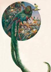 „Hosszú farkú trogonok”, 1910 körül, 1911