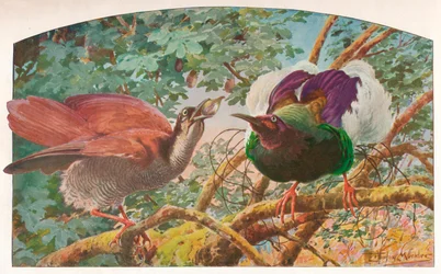 Tizenkét vezetékes Paradicsommadarak, c1910, 1911