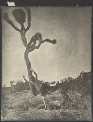 Mozgékony és kecses - Dancing Joshua