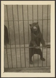 [Lusta medve ketrecben]