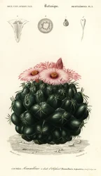 Kaptár kaktusz, Coryphantha elephantidens., 1849 (metszet)