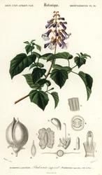 Hercegnőfa, császárné fa vagy gyűszűvirágfa, Paulownia tomentos, 1849 (metszet)