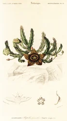Csillagvirág, Orbea variegata., 1849 (metszet)