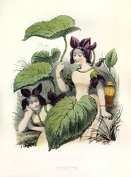 Allegóriák , la Violette