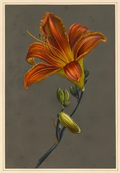 Hemerocallis (Daylily), 1830 (testszín papíron, előkészített talajjal)