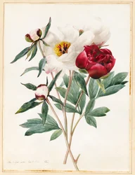 Piros és fehér lágyszárú pipacsok, 1829 (wc némi testszínnel, pergamenre)