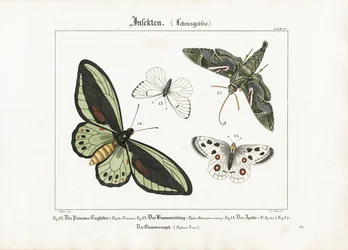 Pillangók és az Oleander Hawk-molylepke