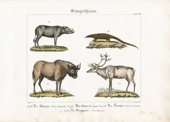 Egzotikus emlősök: Pangolin, gnú, rénszarvas és Babirusa