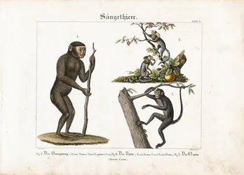 Főemlősök: Orangután, közönséges marmoscet és pókmajom