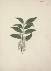 Történet Edulis Forsk. (Khat): Kész rajz