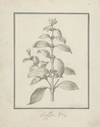 Coffea arabica L. (Arabica kávé): leveles hajtás és bogyók kész rajza