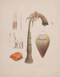 Ensete ventricosum (Welw.) Cheesman (afrikai vadbanán): kész rajz