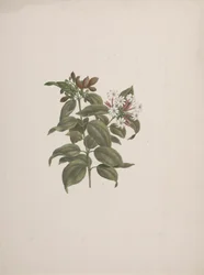 Jasminum dichotomum Vahl (afrikai jázmin): kész rajz