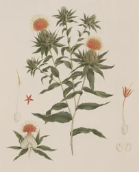 Sussa (levelek, virágok és részletek) korábban James Bruce-nak (1730-94) tulajdonították (wc grafit felett a papíron)