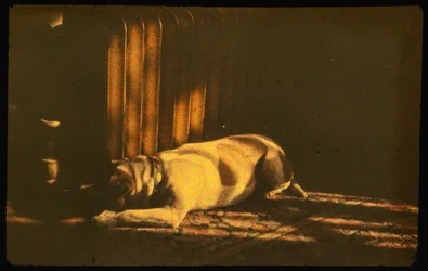 Színes fénykép alvó kutya napfényben Autochrome LumiÃ¨re és egy 35mm jött...