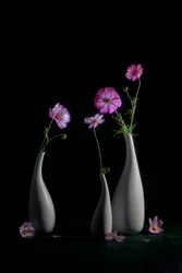 Elegáns kozmoszcsendélet