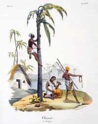 A Nadar kasztba tartozó férfi pálmafára mászik, 1827-35